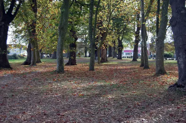 Service Monte Escalier Monte-escalier Idron